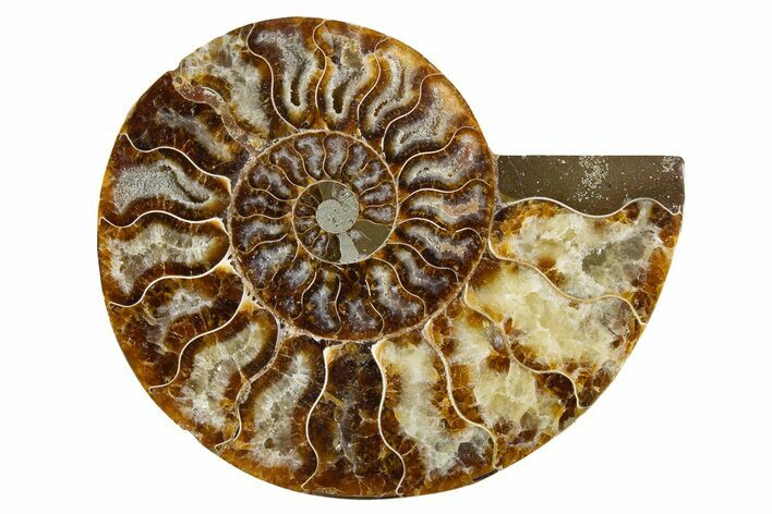Cut & Polished Ammonite Fossil (Half) - Madagascar #345990